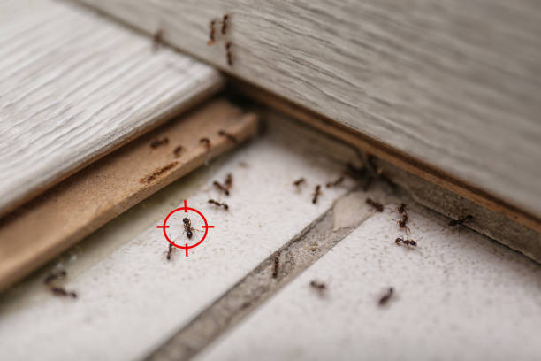 Best Spider Control Near Me  in Lisbon Falls, ME